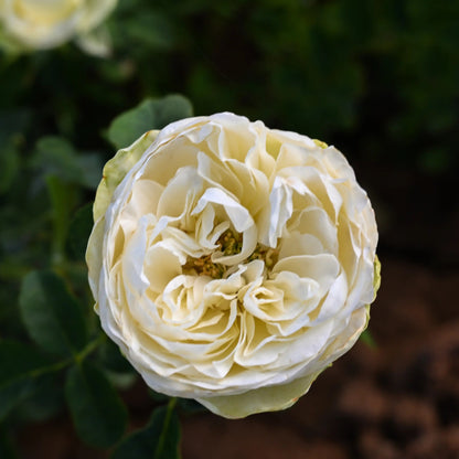 Rose - Marble Arch