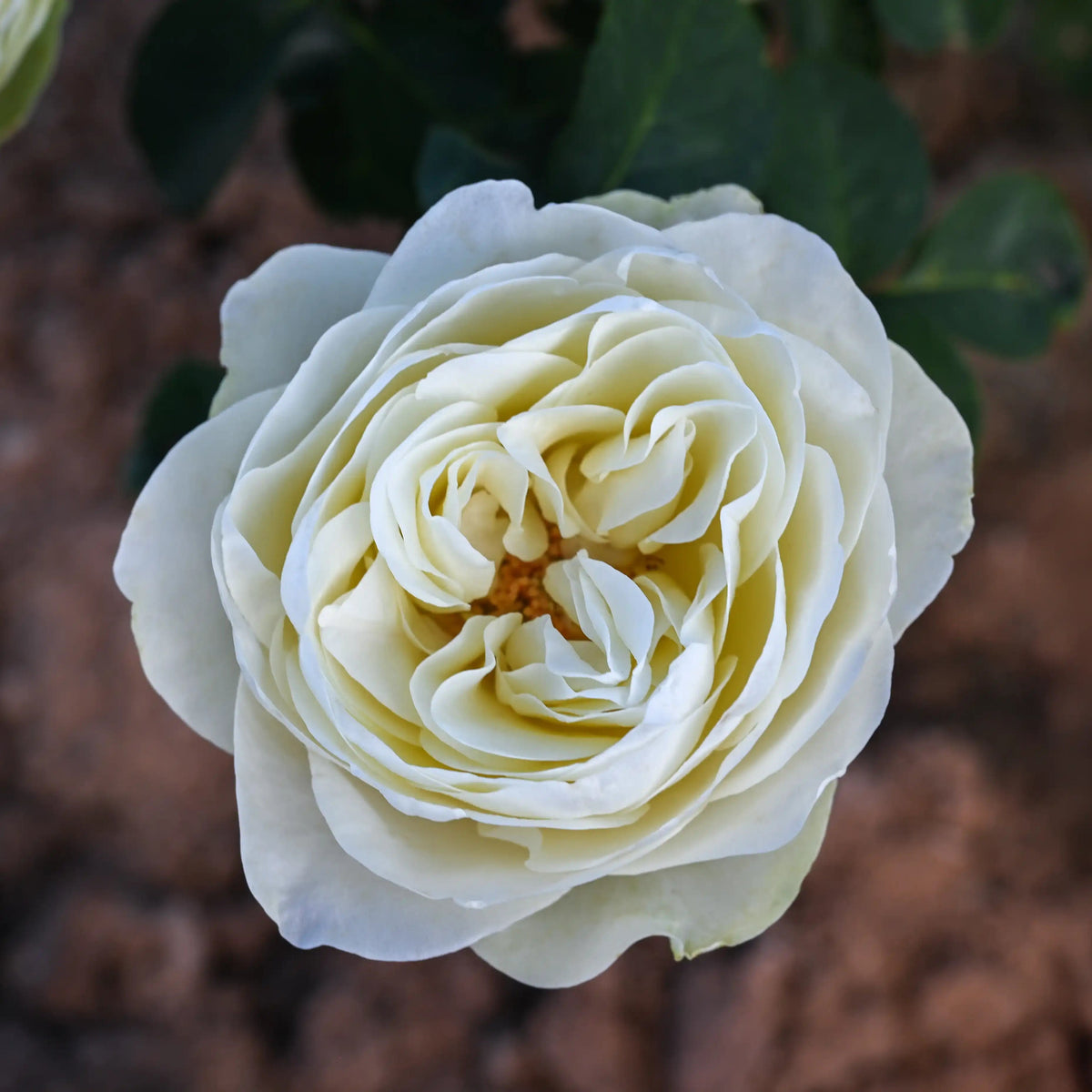 Rose - Marble Arch