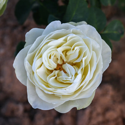 Rose - Marble Arch
