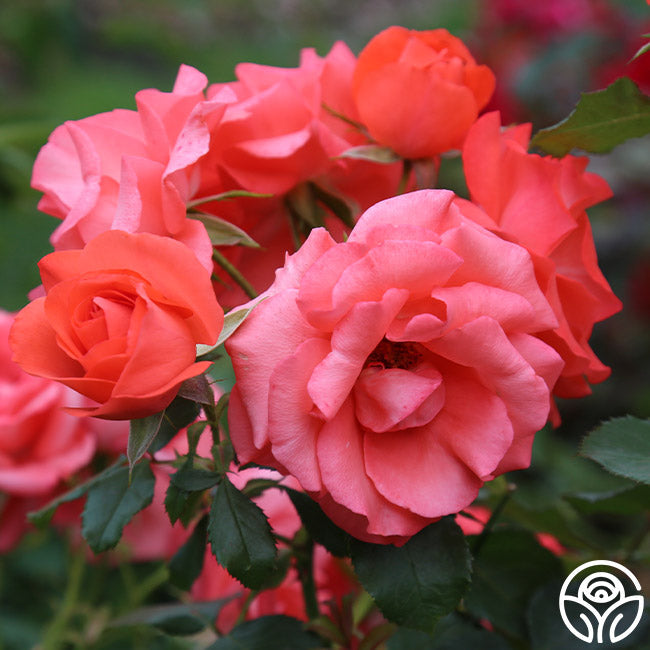 Rose - Marmalade Skies
