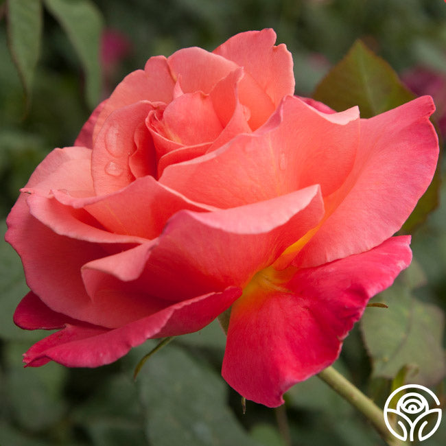Rose - Marmalade Skies