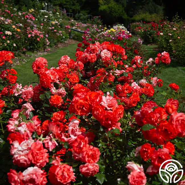 Rose - Marmalade Skies