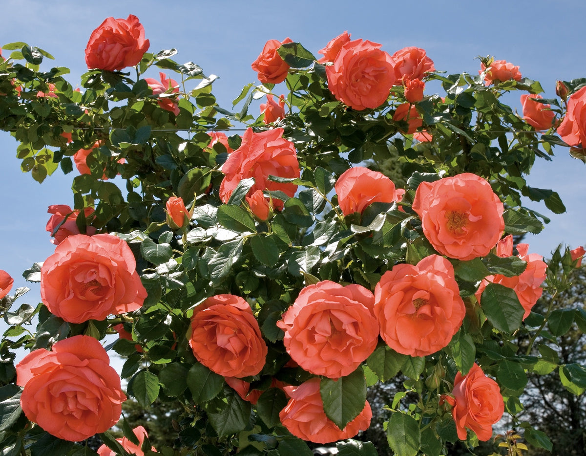 Rose - Marmalade Skies