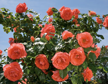 Rose - Marmalade Skies