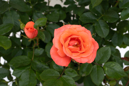 Rose - Marmalade Skies