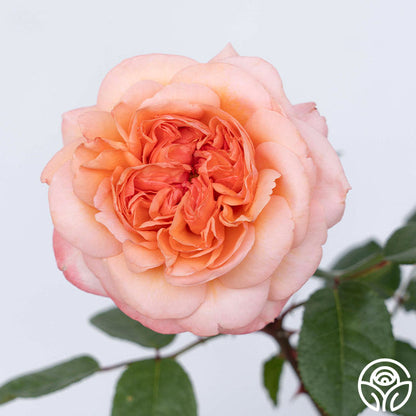 Rose - Martha Stewart
