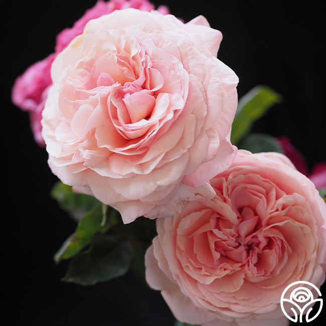Rose - Martha Stewart