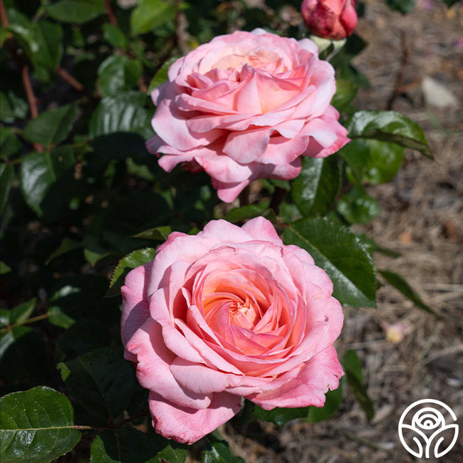Rose - Martha Stewart