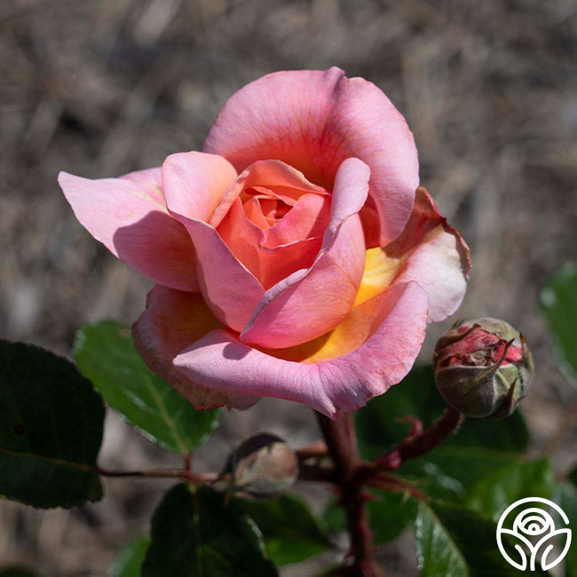 Rose - Martha Stewart