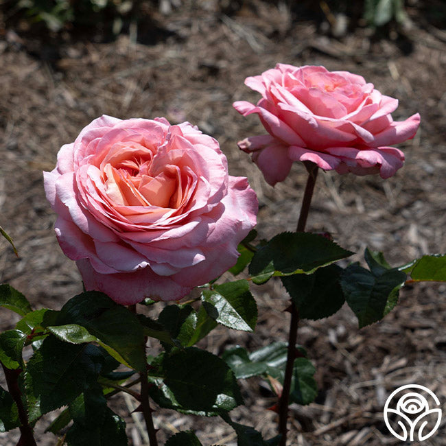 Rose - Martha Stewart