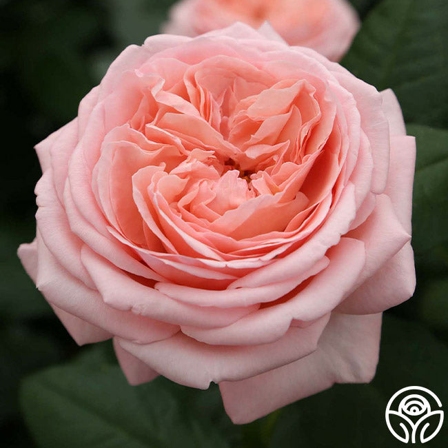 Rose - Martha Stewart