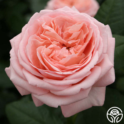Rose - Martha Stewart