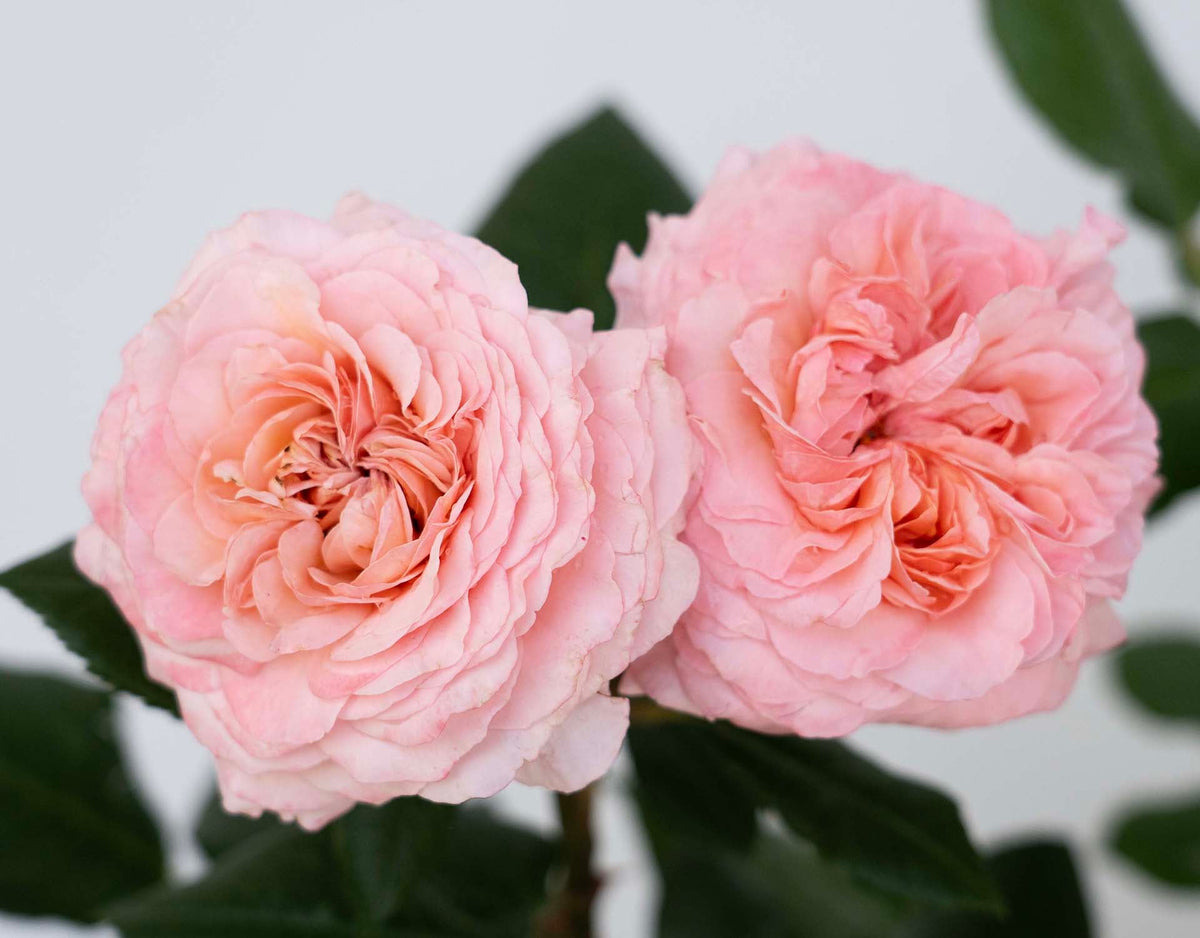 Rose - Martha Stewart