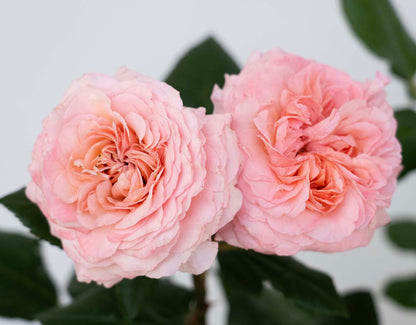 Rose - Martha Stewart