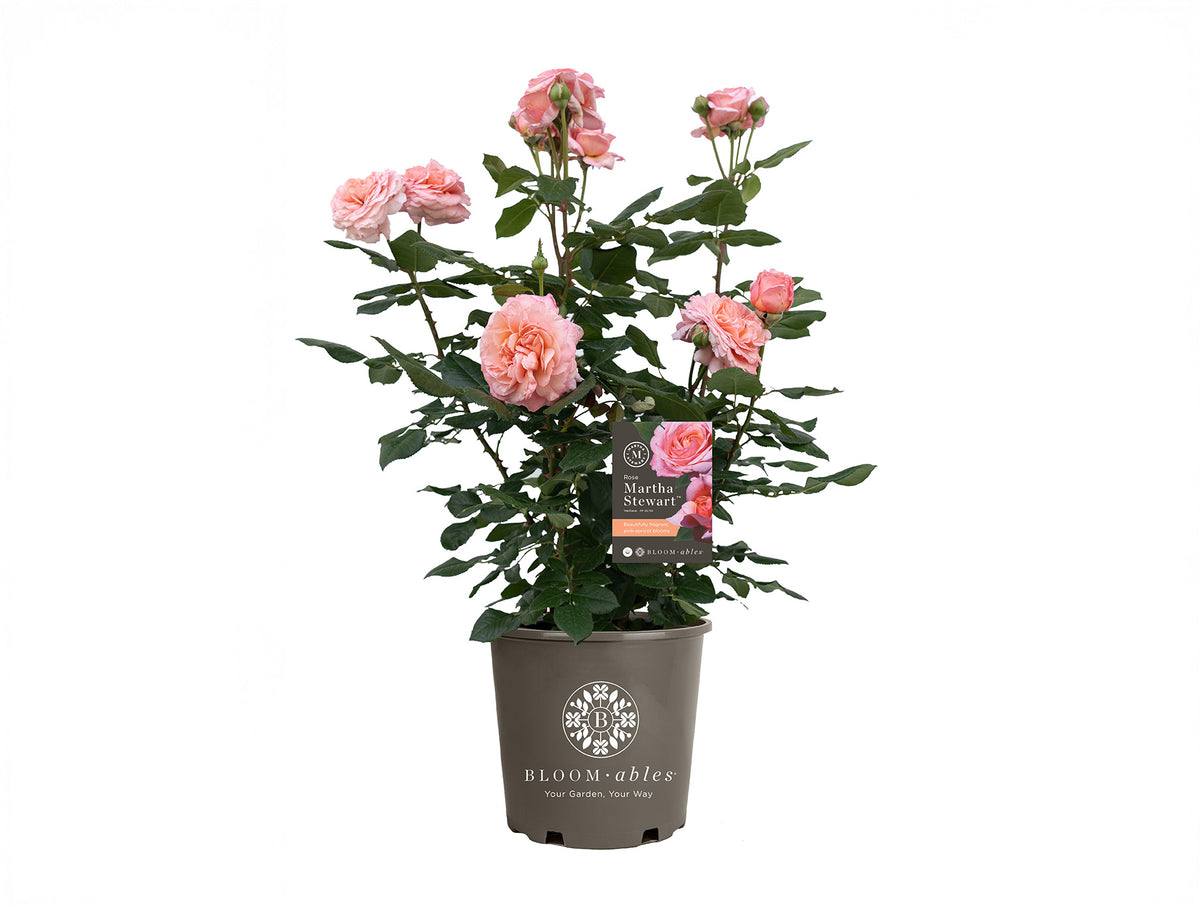 Rose - Martha Stewart