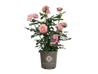 Rose - Martha Stewart