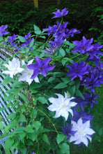 Load image into Gallery viewer, Violet Clematis Vine
