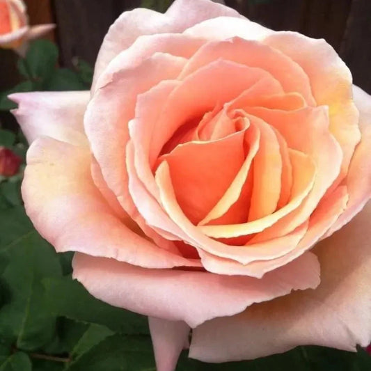 Rose - Medallion