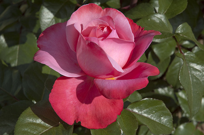 Rose - Pink Flamingo