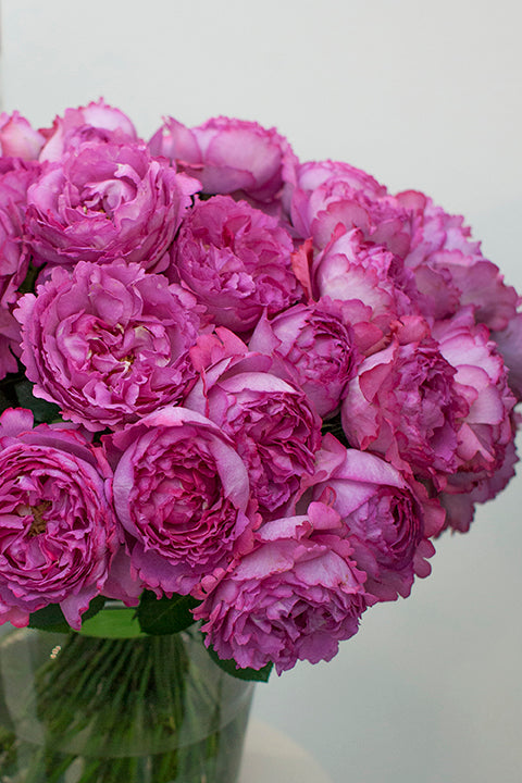 Rose - Yves Piaget