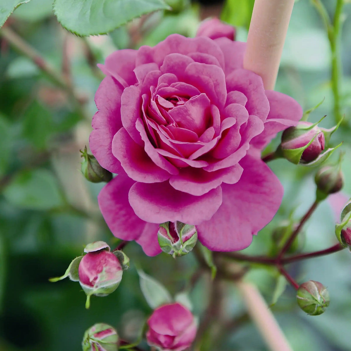 Rose - Starlet Beauty Melina
