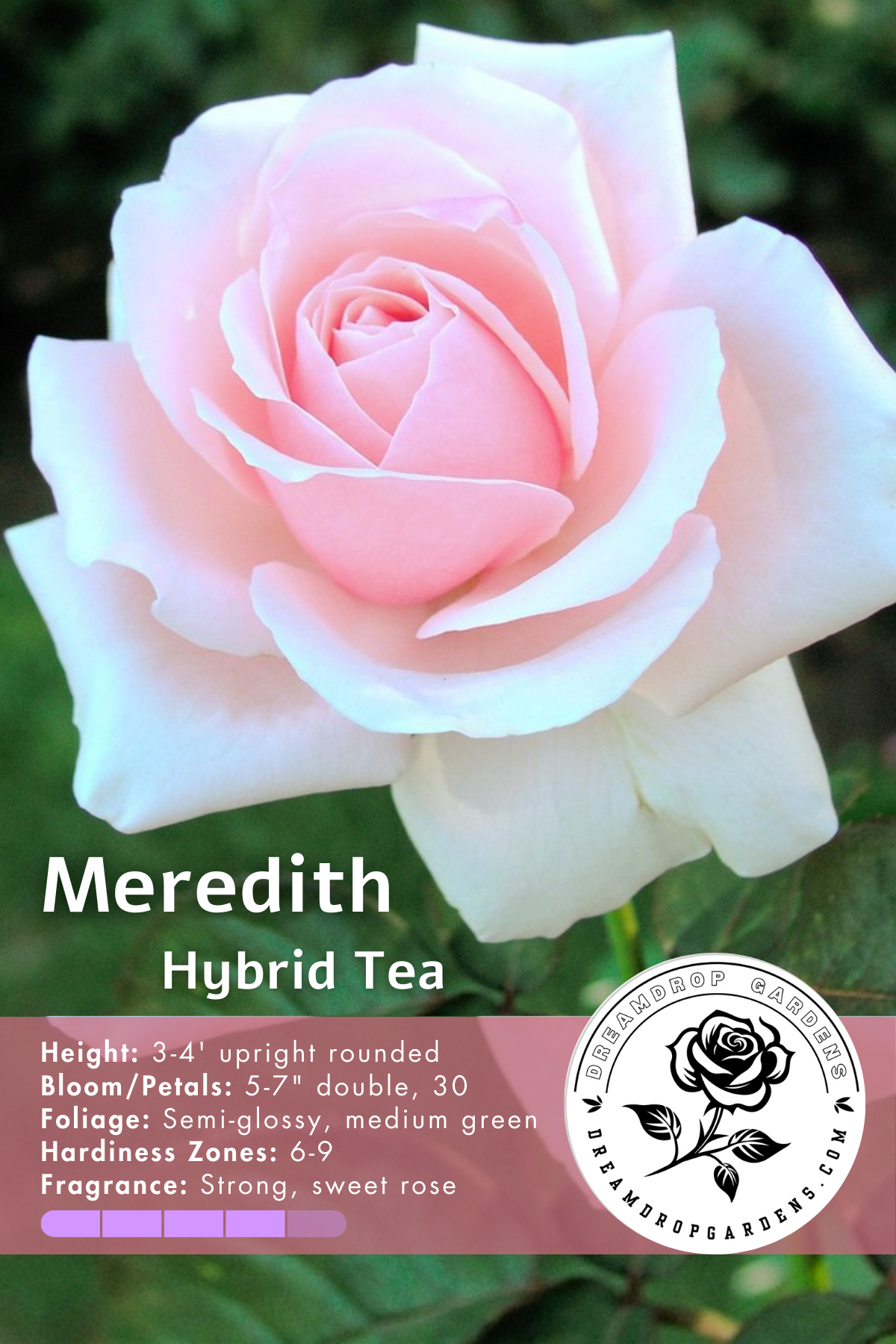 Merdith Rose Shepard Rose - Meredith - Hybrid Tea – Realmdrop Shop