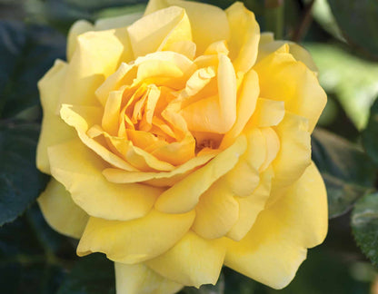 Rose - Michelangelo