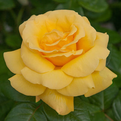 Rose - Michelangelo