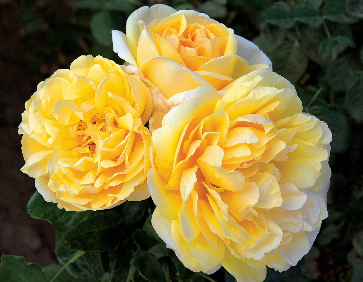 Rose - Michelangelo