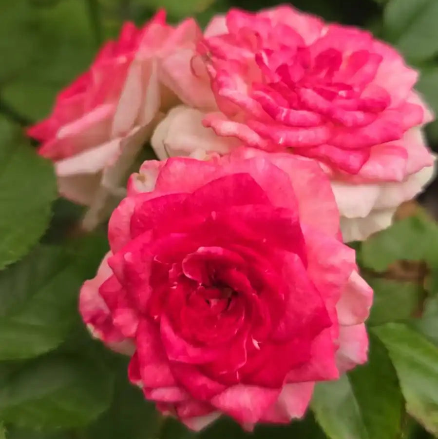Rose - Midnight Magic