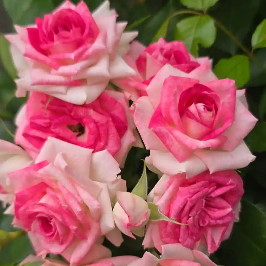 Rose - Midnight Magic