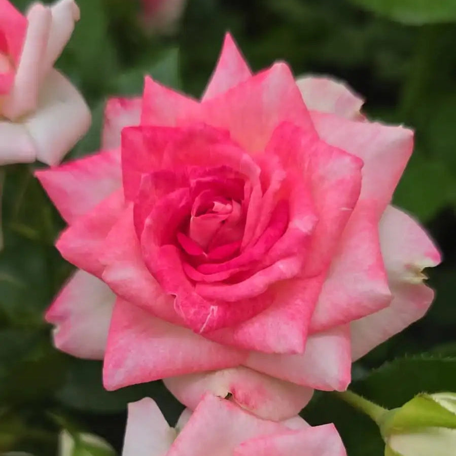 Rose - Midnight Magic