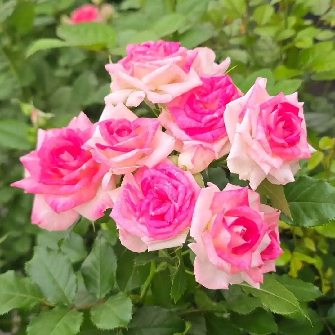 Rose - Midnight Magic