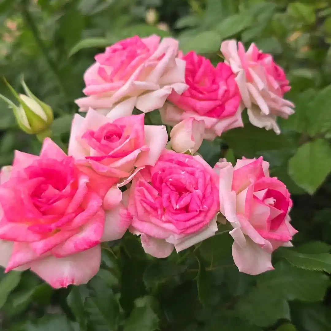 Rose - Midnight Magic