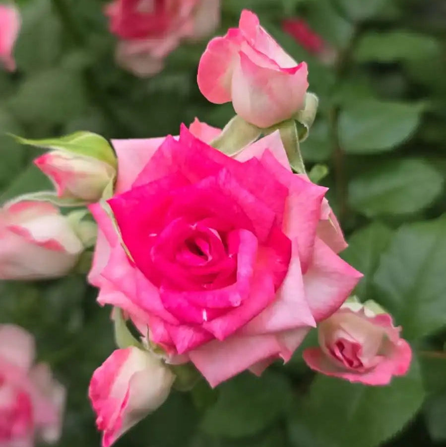 Rose - Midnight Magic