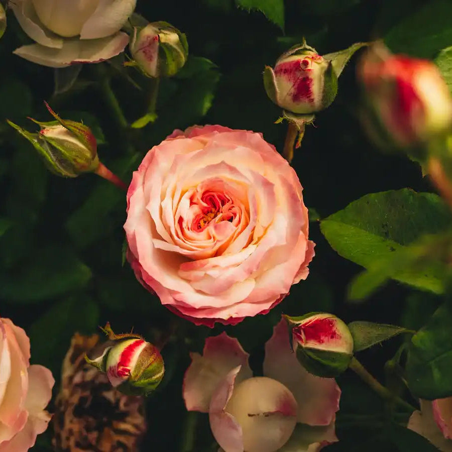 Rose - Midnight Magic