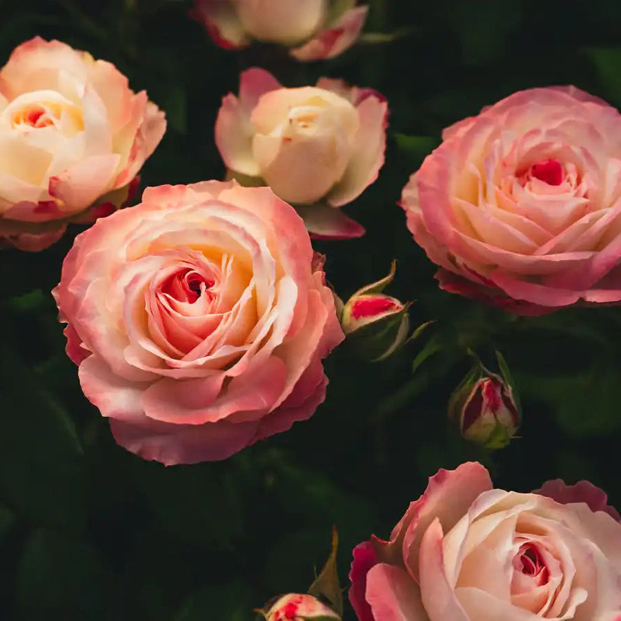 Rose - Midnight Magic