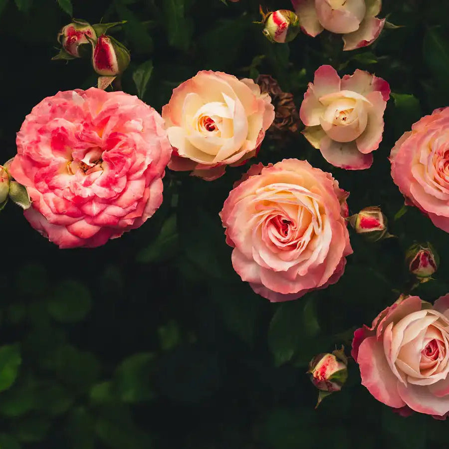 Rose - Midnight Magic