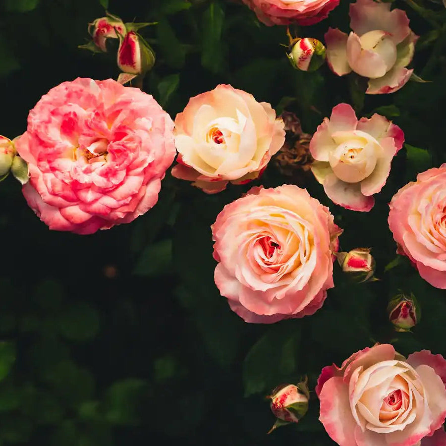 Rose - Midnight Magic