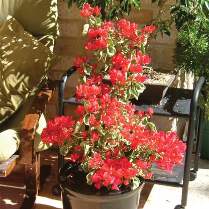 Bougainvillea - BAMBINO Variegated Orange