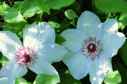 Clematis - Miss Bateman