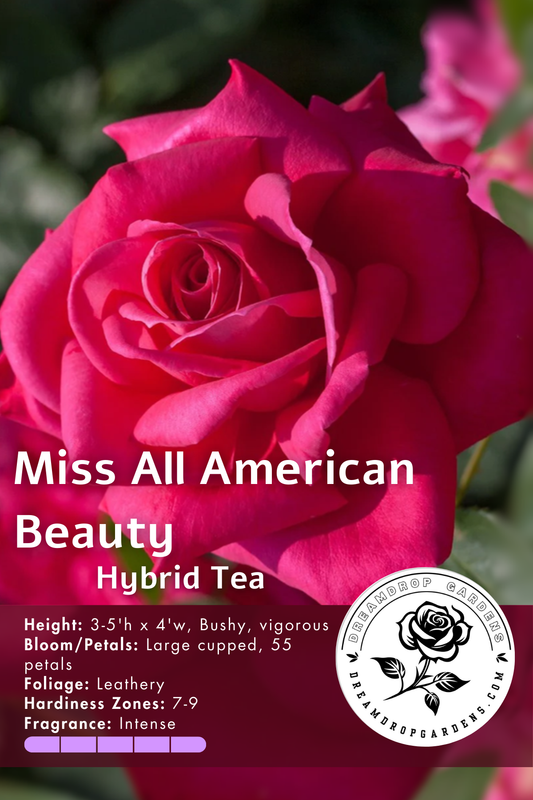 Rose - Miss All-American Beauty