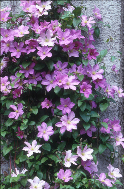 Clematis - MME. BARON VEILLARD