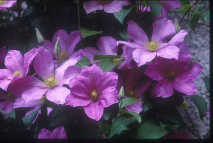 Clematis - MME. BARON VEILLARD