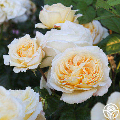 Rose - Romantica Moonlight