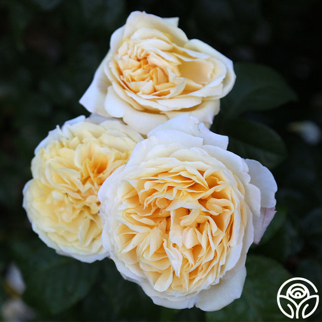 Rose - Romantica Moonlight