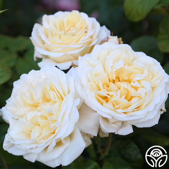 Rose - Romantica Moonlight
