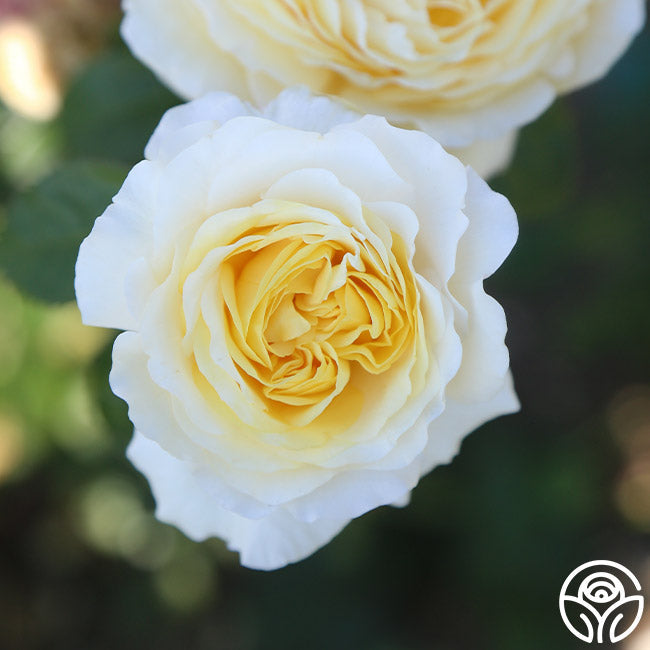 Rose - Romantica Moonlight