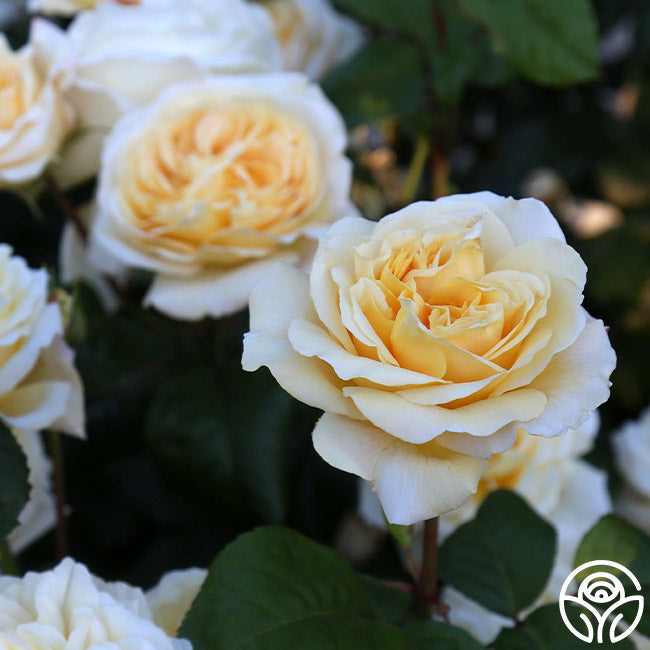 Rose - Romantica Moonlight