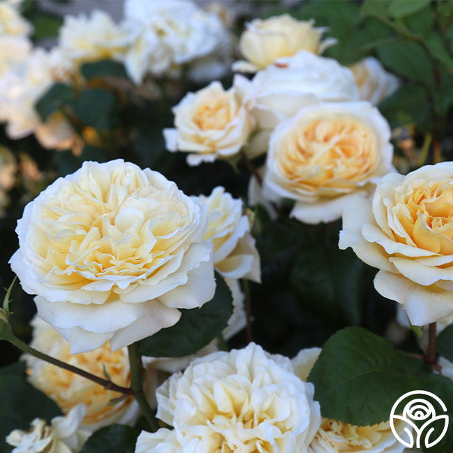 Rose - Romantica Moonlight